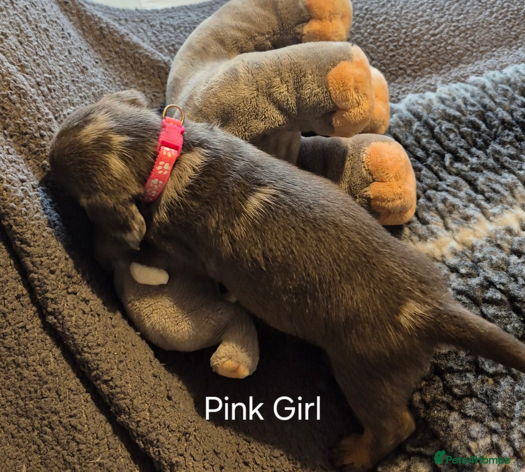 Dachshund dogs for sale: Dachshund Puppies looking for forever homes - Image 23