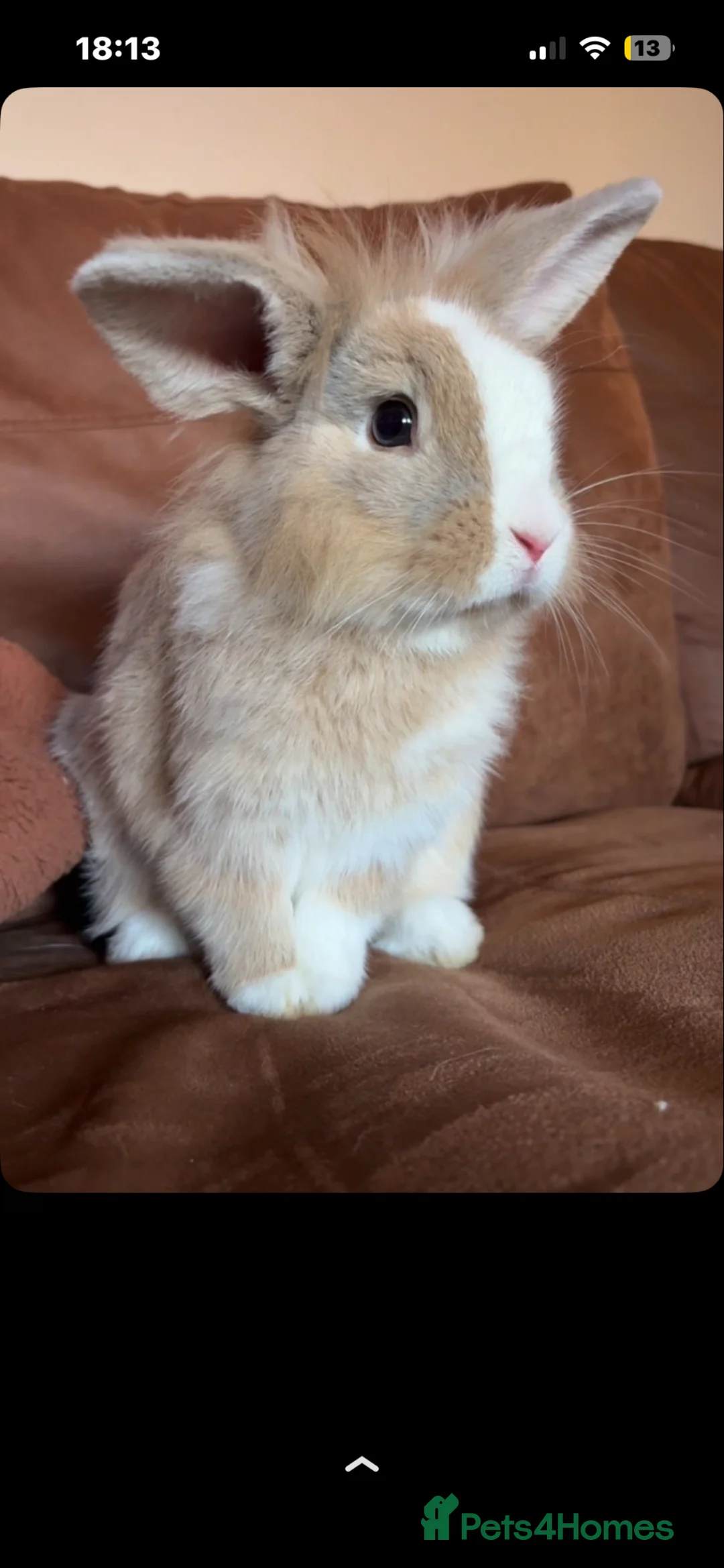 Lionhead rabbits for sale: Beautiful lion head rabbits 🐰  in Buxton - Advert 5