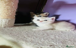 Scottish Fold cats for sale: Beautiful litter Scottish fold ready to reserve ❤️ - Image 14