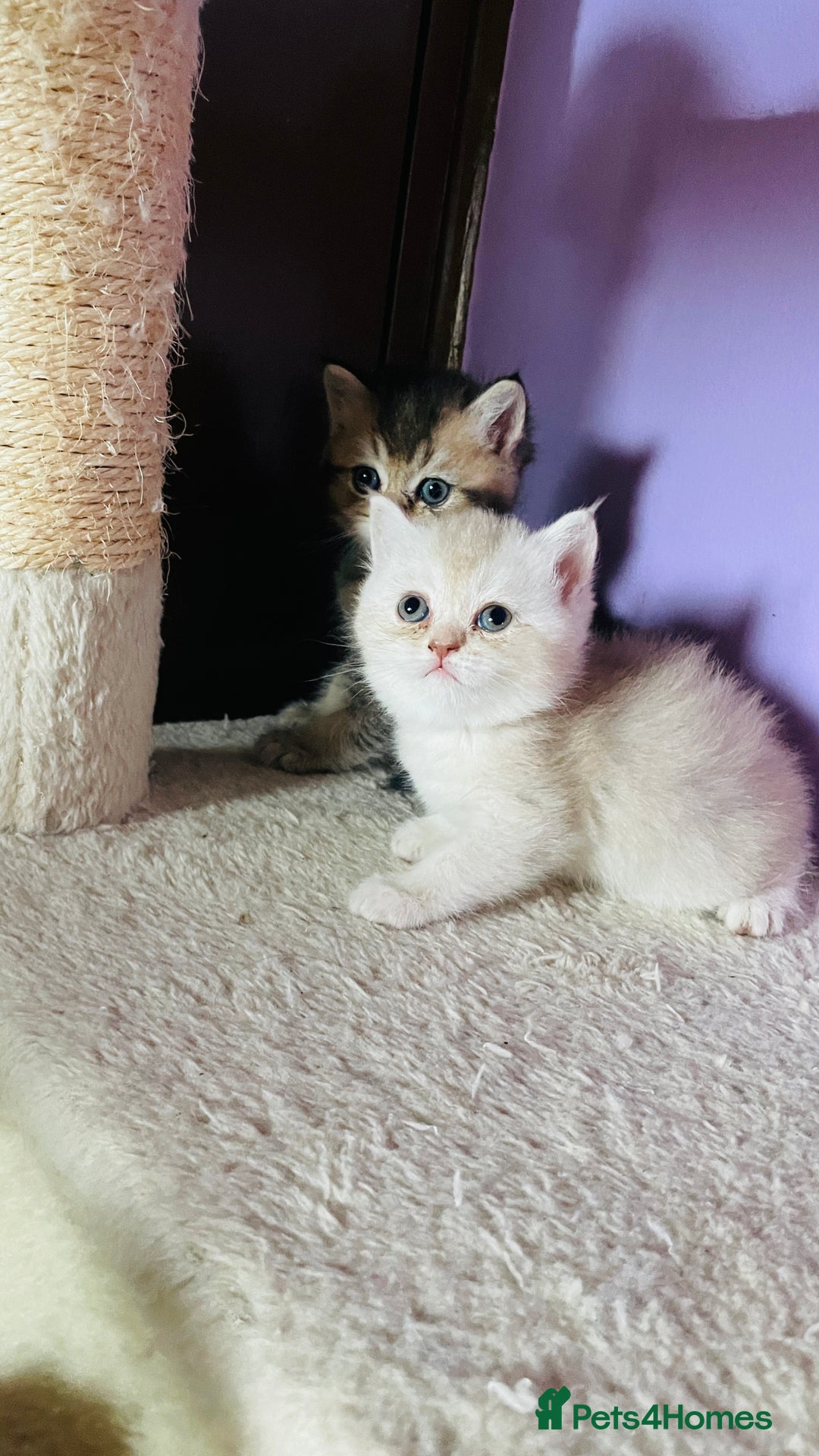 Scottish Fold cats for sale: Beautiful litter Scottish fold ready to reserve ❤️ - Image 14