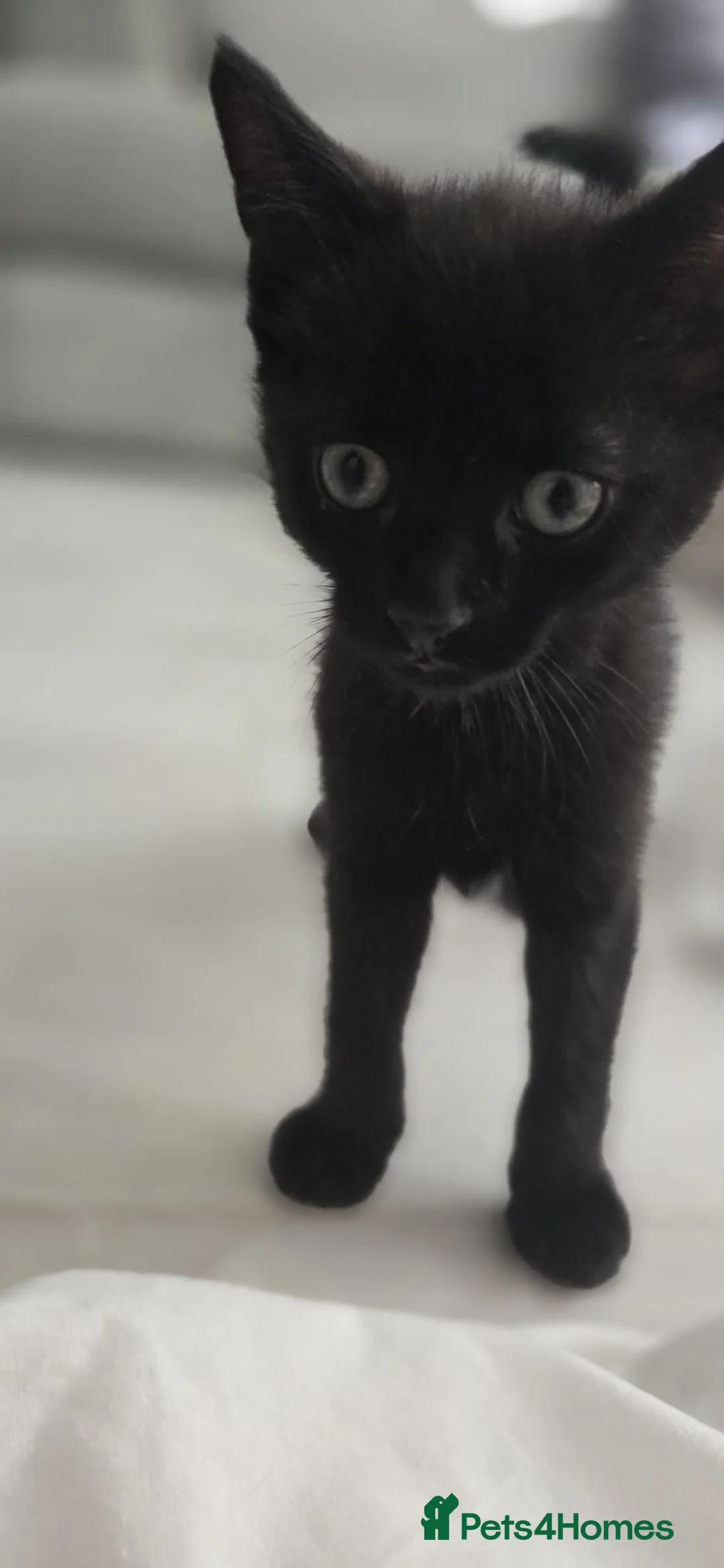 Domestic Shorthair cats for sale: 2 kittens left (8 weeks) £50 each Witham, Essex  - Advert 2