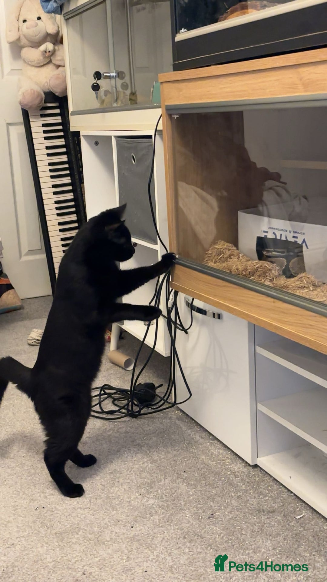 Mixed Breed cats for sale: Mr Kitty looking for a new home - Advert 8