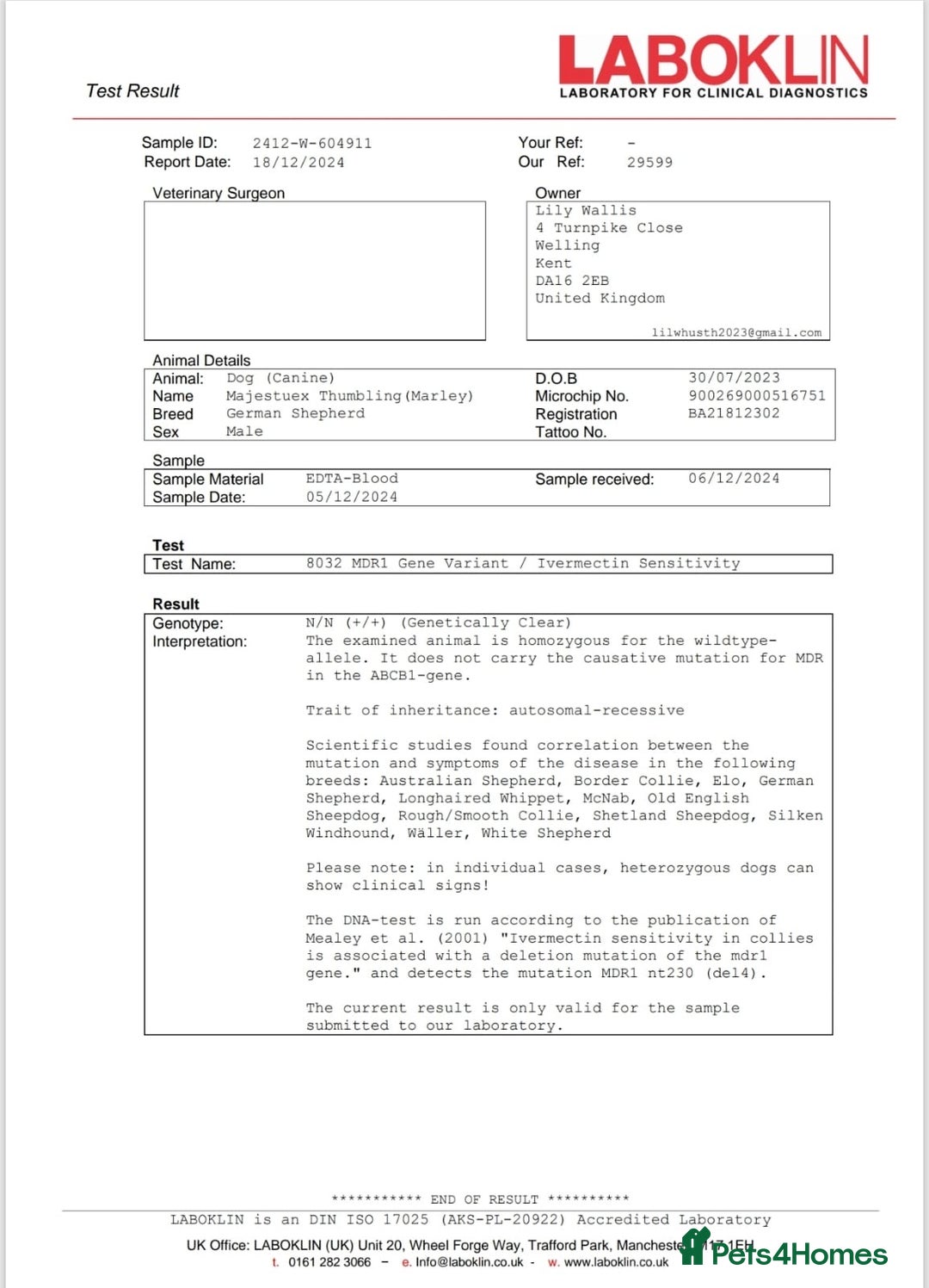 German Shepherd dogs for sale: KC GSD long coat.  Fantastic bloodlines.  - Advert 28