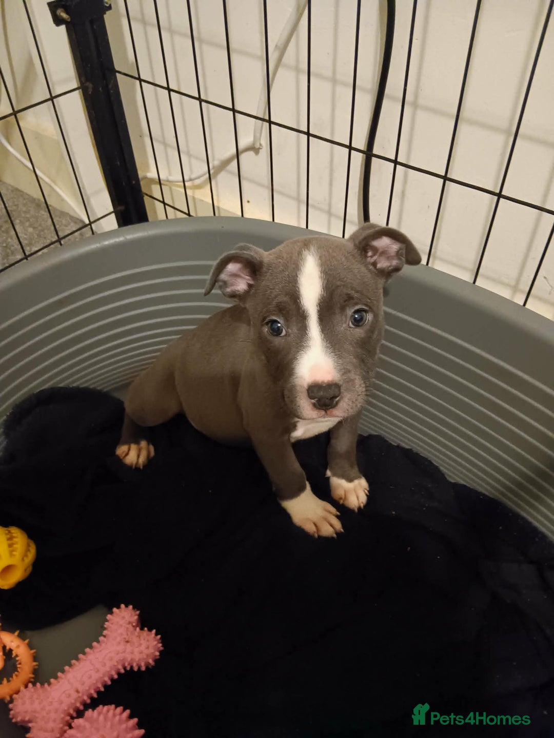 Staffordshire Bull Terrier dogs for sale: Blue Staffordshire Bull Terrier Puppies - Advert 8