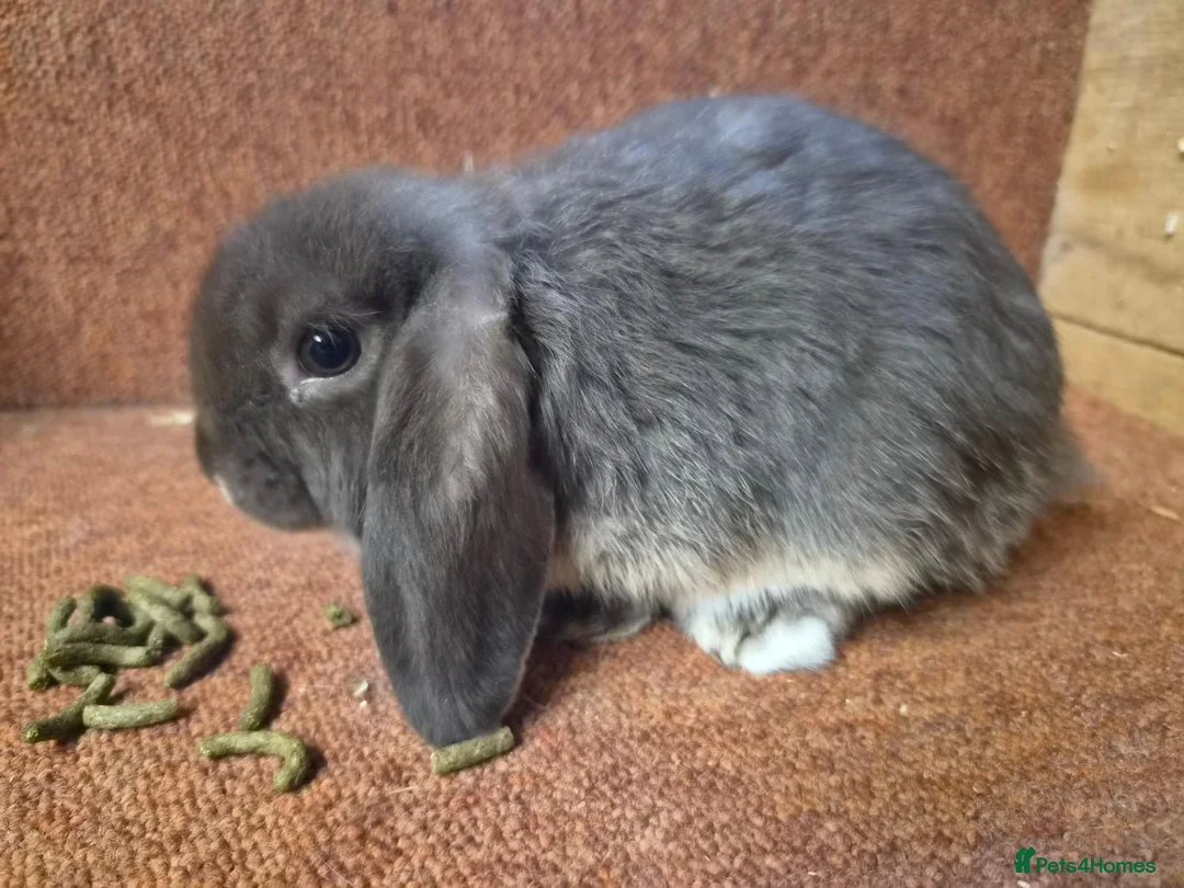 Mini Lop rabbits for sale: Pure mini lop baby buck . VACCINATED  - Advert 2