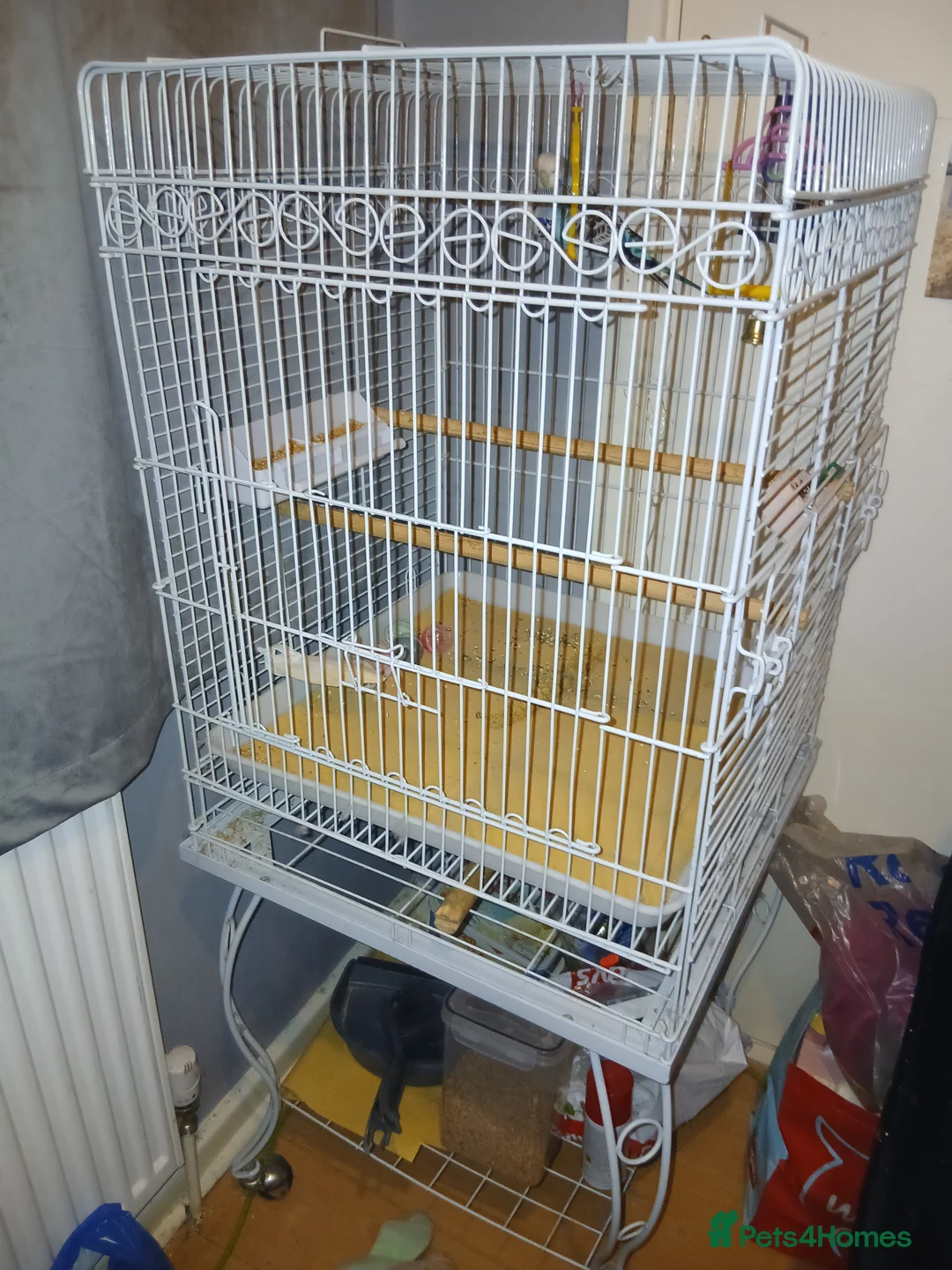Budgerigars birds for sale: 2 male budgies  - Advert 2