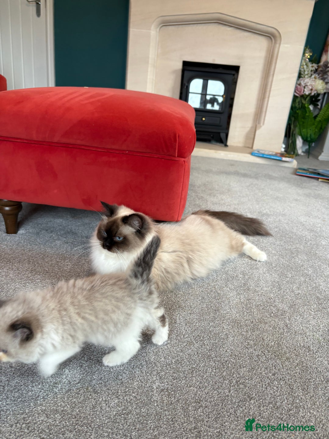 Ragdoll cats for sale: Genuine Ragdoll kittens from pedigree parents.  - Advert 2