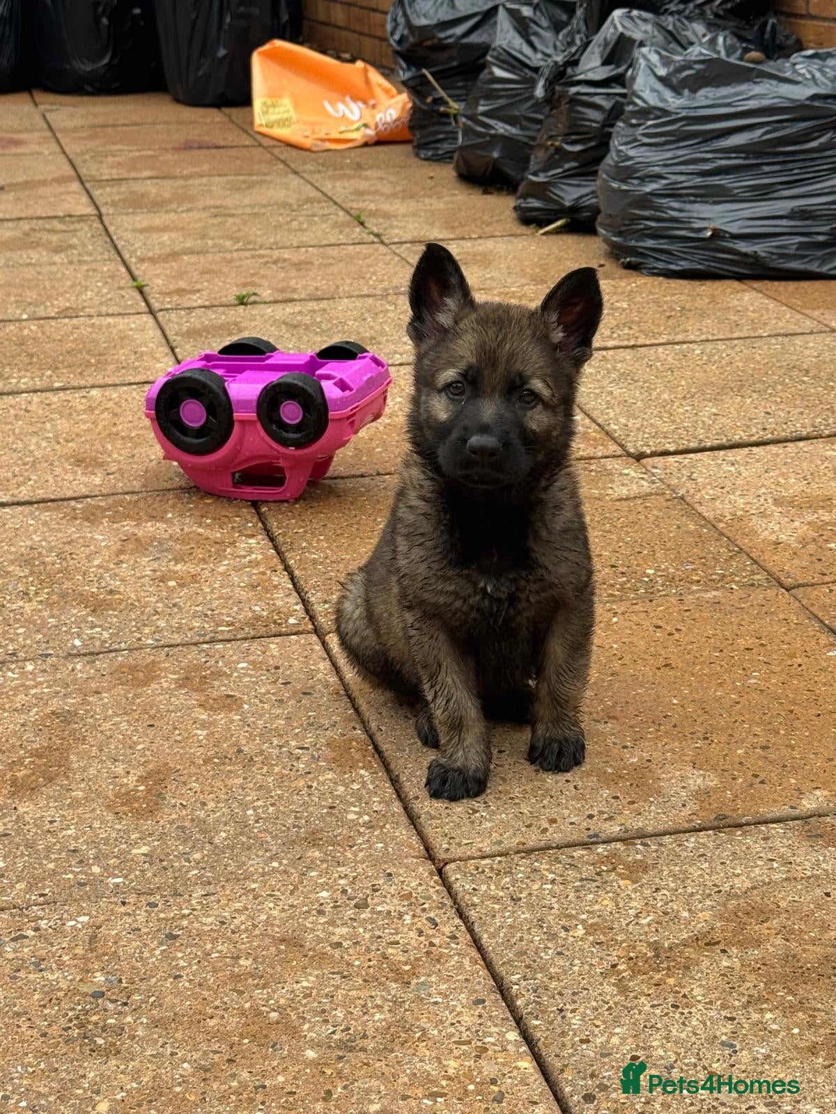 German Shepherd dogs 2 Elite DDR German Shepherd Pups Available!!! - Advert 9