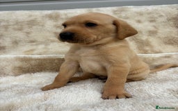 Labrador Retriever dogs for sale: 8 Kennel club reg  health tested chunky Labradors  - Image 17