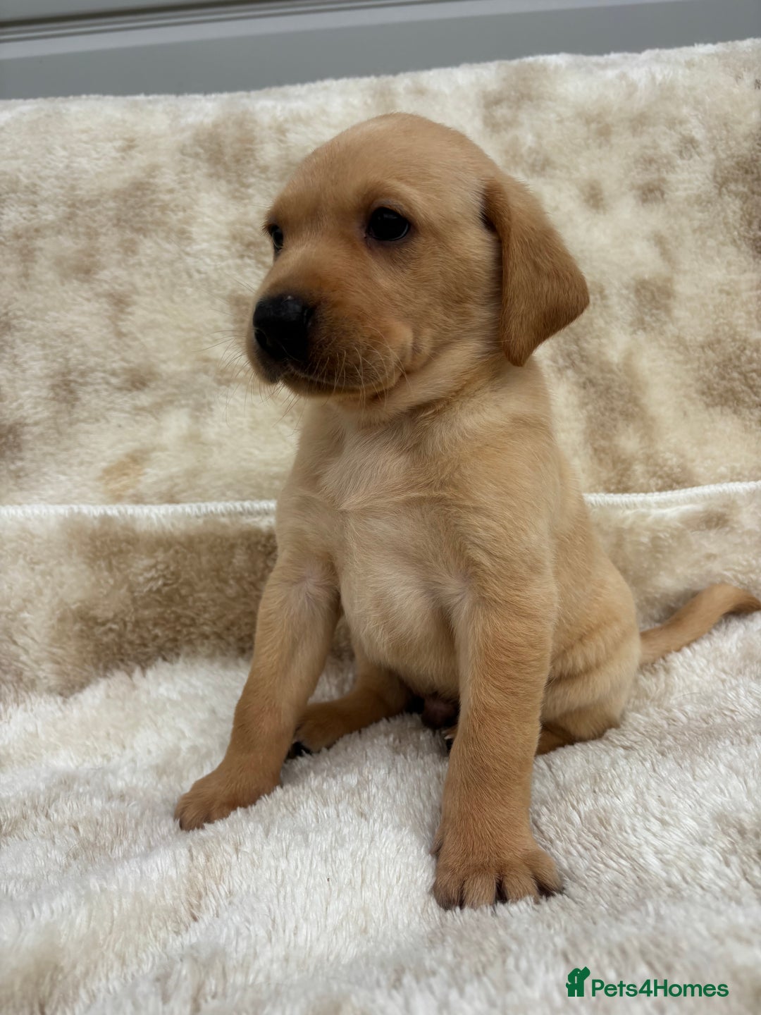 Labrador Retriever dogs for sale: 8 Kennel club reg  health tested chunky Labradors  - Image 17