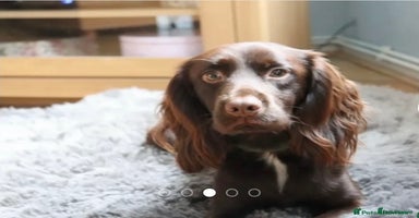 Cocker Spaniel dogs - Advert 5