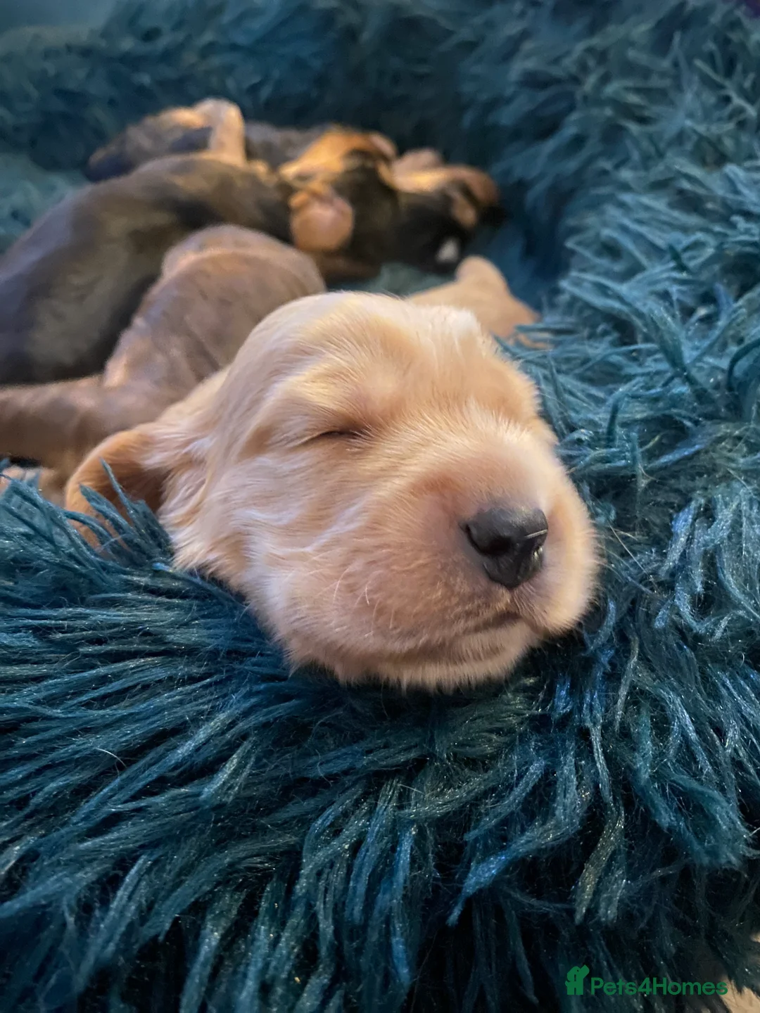 Cocker Spaniel dogs for sale: 4 gorgeous KC cocker spaniel puppies - Advert 7