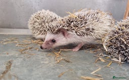 Pygmy Hedgehog rodents for sale: Baby African Pygmy hedgehogs  - Image 1
