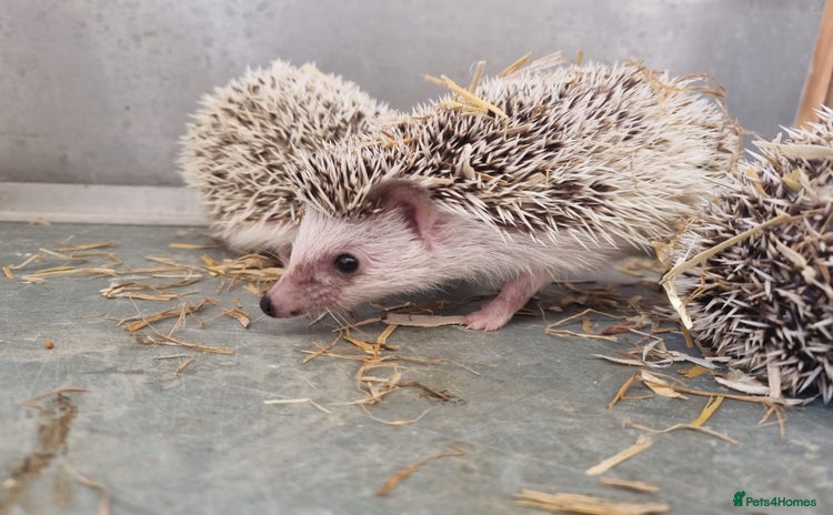 Pygmy Hedgehog rodents - Advert 6