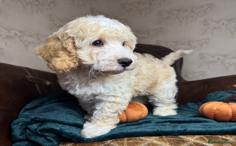 Cockapoo dogs - Advert 3