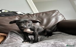 Mixed Breed dogs for sale: Staffy pups - Advert 11