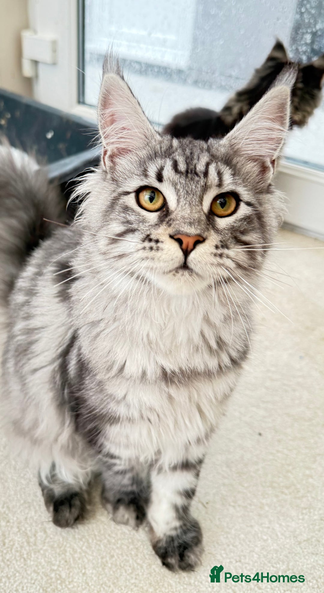 Maine Coon cats for sale: Outstanding pedigree kittens ready to leave - Image 15