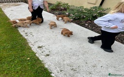 Labrador Retriever dogs for sale: Stunning Fox red labradors - Image 4