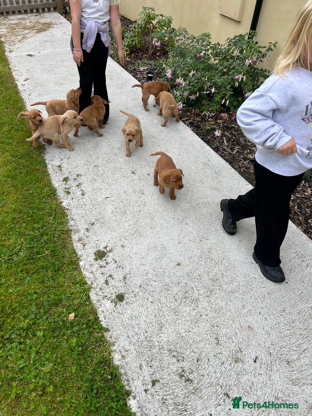 Labrador Retriever dogs for sale: Stunning Fox red labradors - Image 4