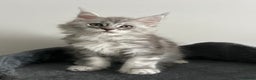 Maine Coon cats for sale: Pedigree Massive TICA Registered Maine Coon Large - Advert 6