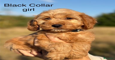 Cockapoo dogs - Advert 14