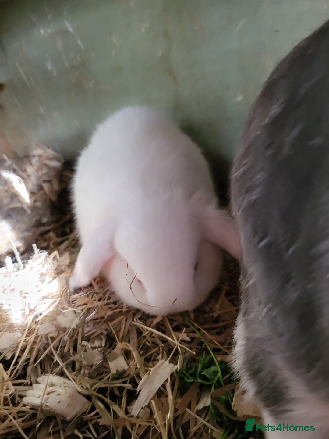 Mini Lop rabbits for sale: Mini Lop Bunnies Beautiful 😍 Ready to Leave - Advert 3