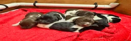 German Shorthaired Pointer dogs for sale: KC registered German shorthairs pointers for sale  - Advert 17