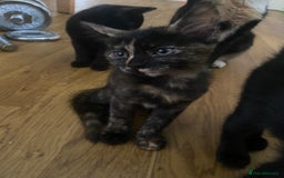 Bengal cats for sale: adorable bengal/tort kitties for sale - Image 15