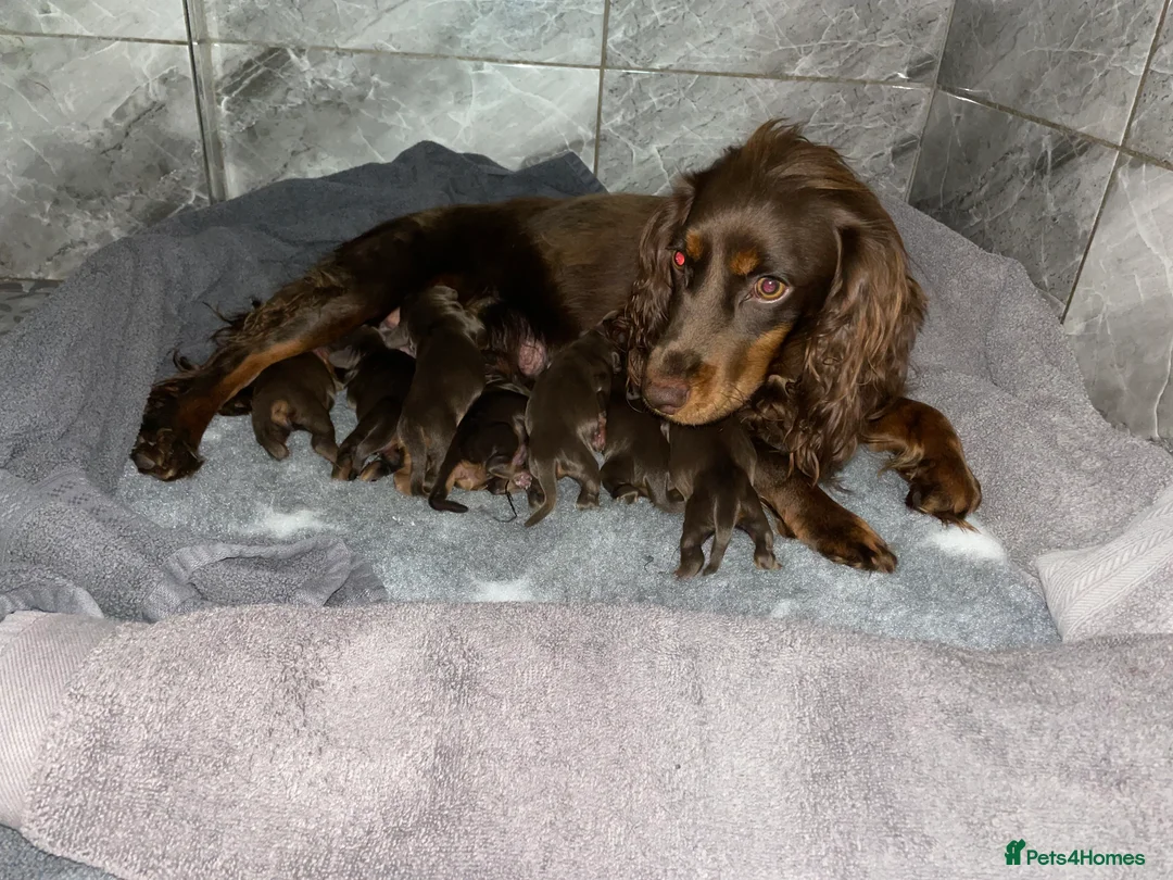 Cocker Spaniel dogs for sale: Outstanding Pedigree lines Cocker Spaniel Puppies. - Advert 37