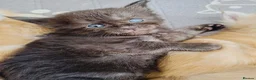 Maine Coon cats for sale: Dna health tested XXL Maine coon kittens  - Advert 2