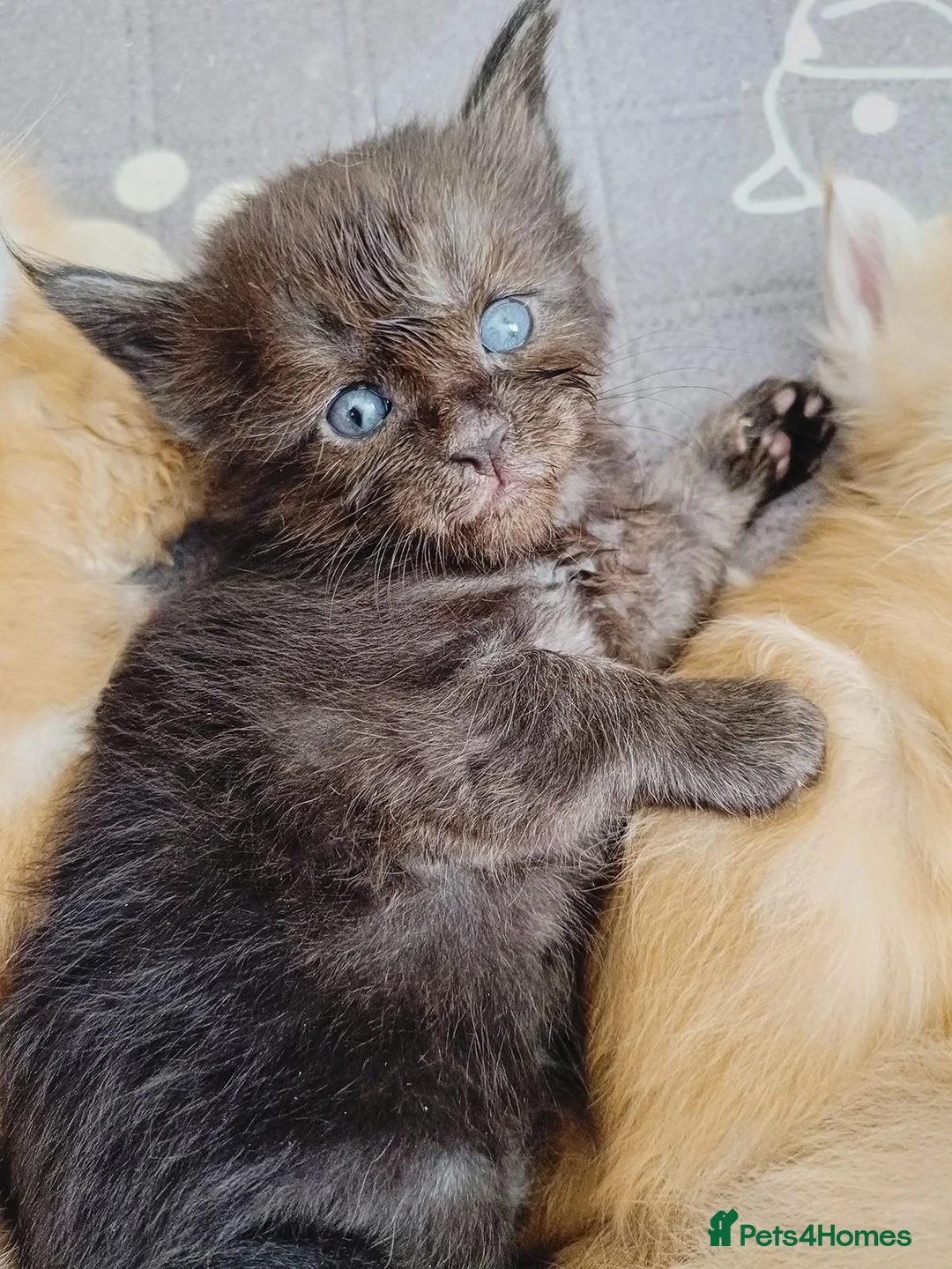 Maine Coon cats for sale: Dna health tested XXL Maine coon kittens  - Advert 2
