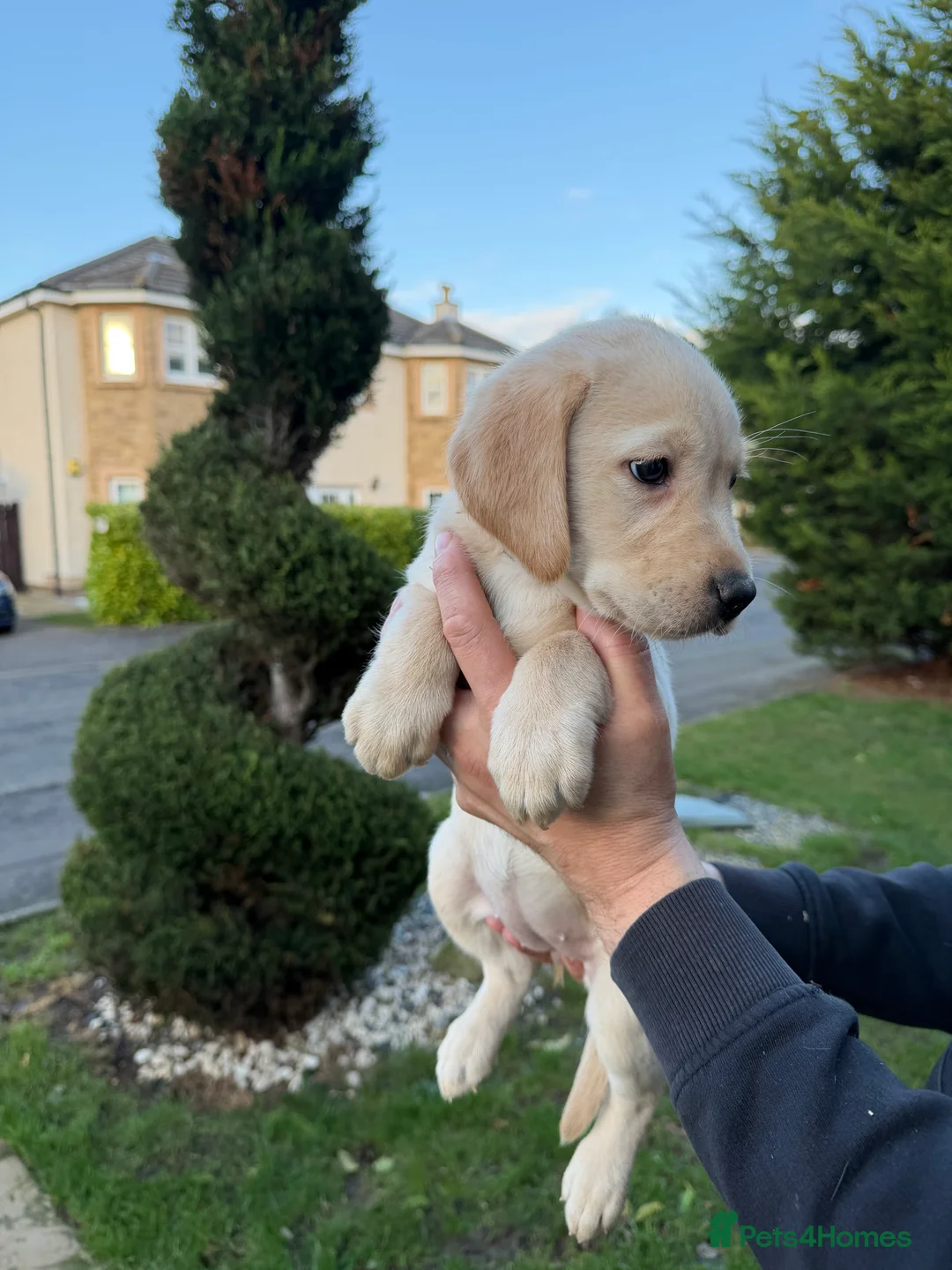 Labrador Retriever dogs for sale: Labrador Retriever Pups  - Advert 17