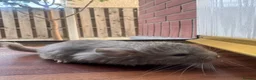 Chinchilla rodents for sale: Baby chinchillas  - Advert 1