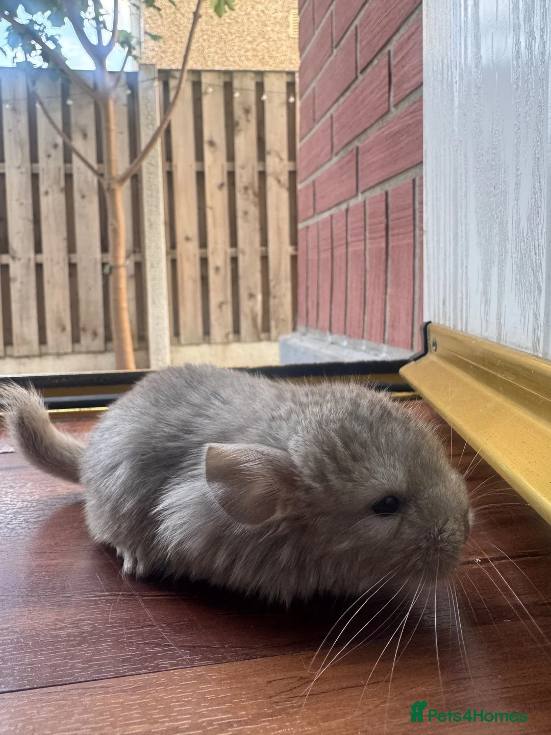 Chinchilla rodents for sale: Baby chinchillas  - Advert 1