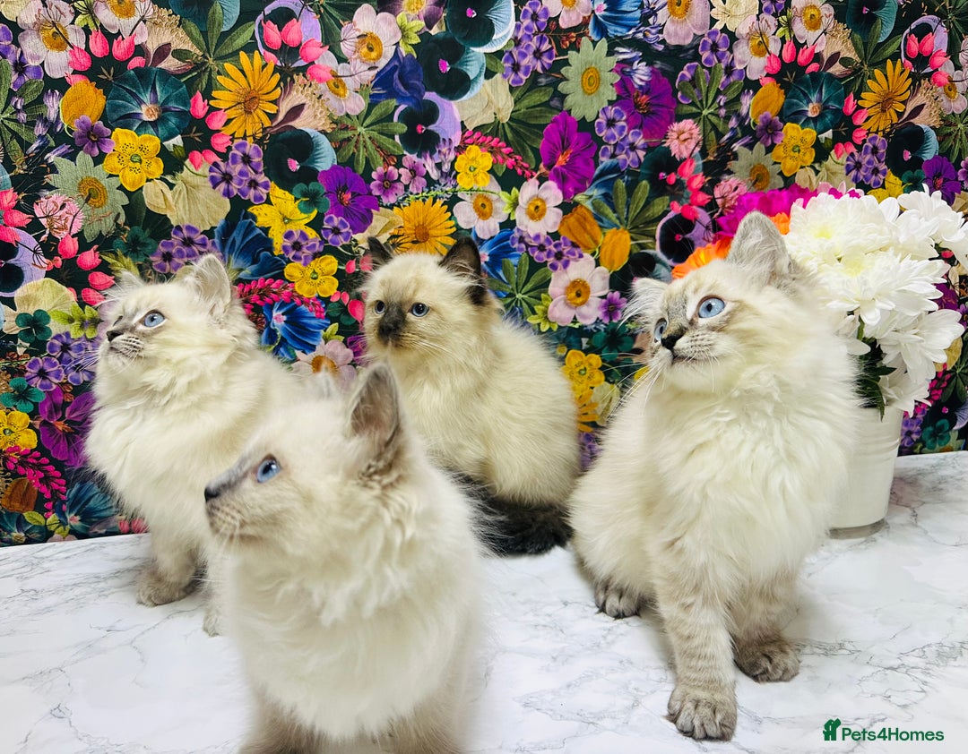 Ragdoll cats for sale: Beautiful Ragdoll Kittens  - Image 6