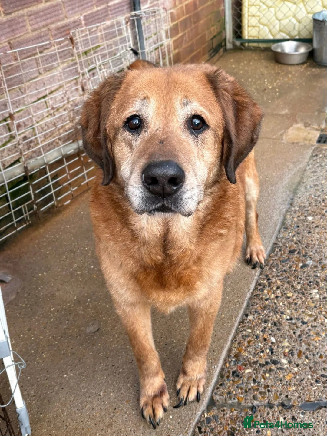 Mixed Breed dogs for adoption: Serghei - Badersfield Norwich  in Norwich - Advert 1