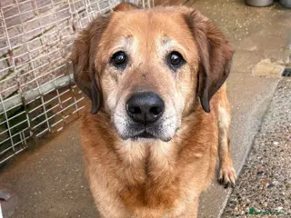 Mixed Breed dogs Serghei - Badersfield Norwich in Norwich - Advert 1