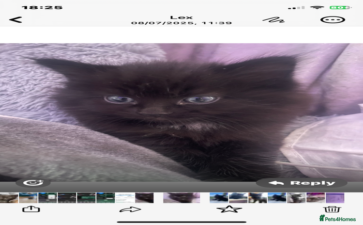 Mixed Breed cats - Advert 15