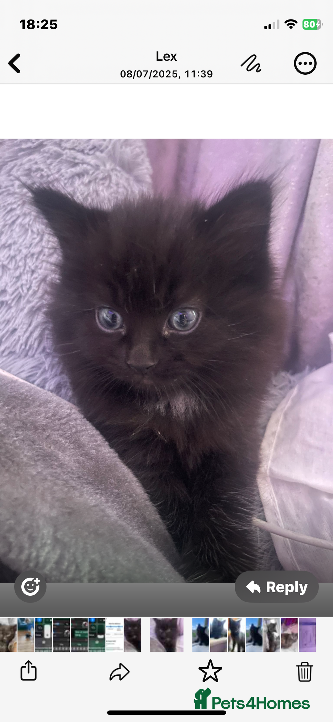 Mixed Breed cats for sale: Main coon x British shorthair  - Image 1