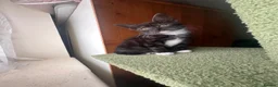 Mixed Breed cats for sale: Beautiful playful loving kittens  - Advert 6