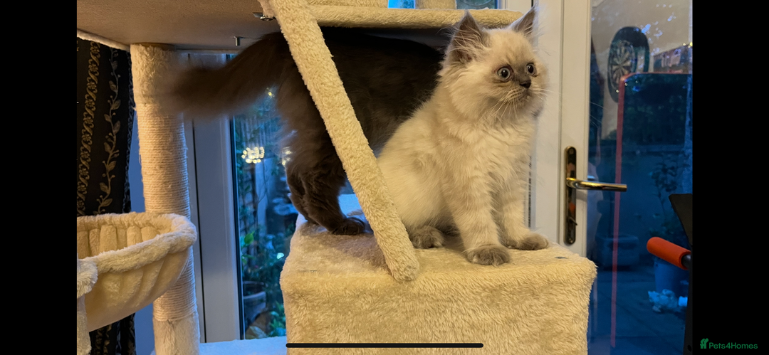 Persian cats for sale: Ready Now 2 Boys/1 Girl Persian Fluff Monsters - Image 19