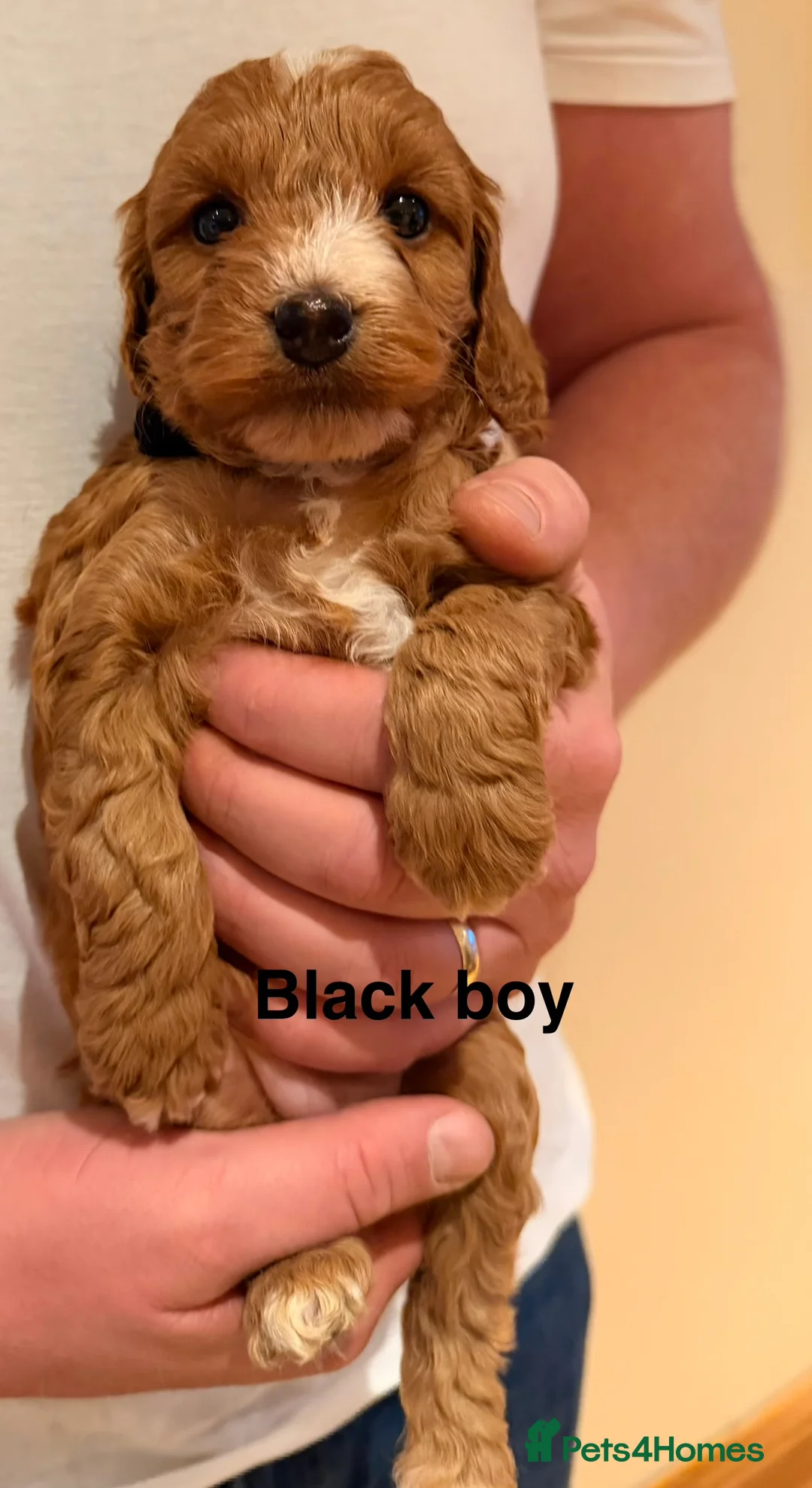 Cockapoo dogs for sale: 6 beautiful Cockerpoo  - Advert 10