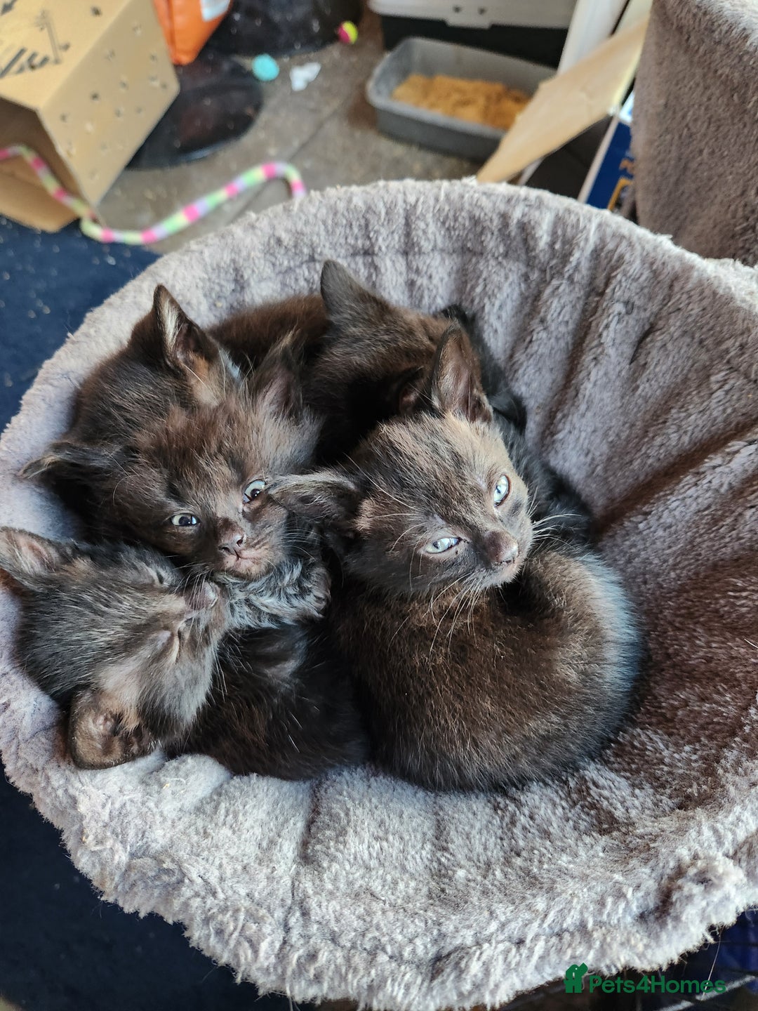 Mixed Breed cats for sale: Kittens for sale  - Image 1