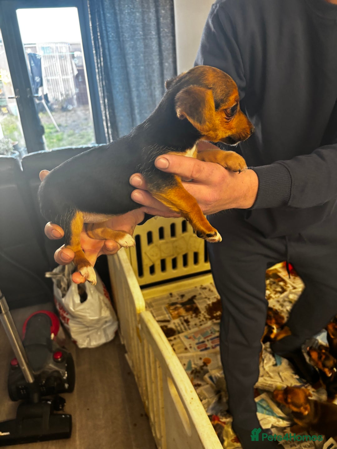 Jack Russell dogs for sale: Beautiful miniature pure Jack Russell’s  - Advert 20