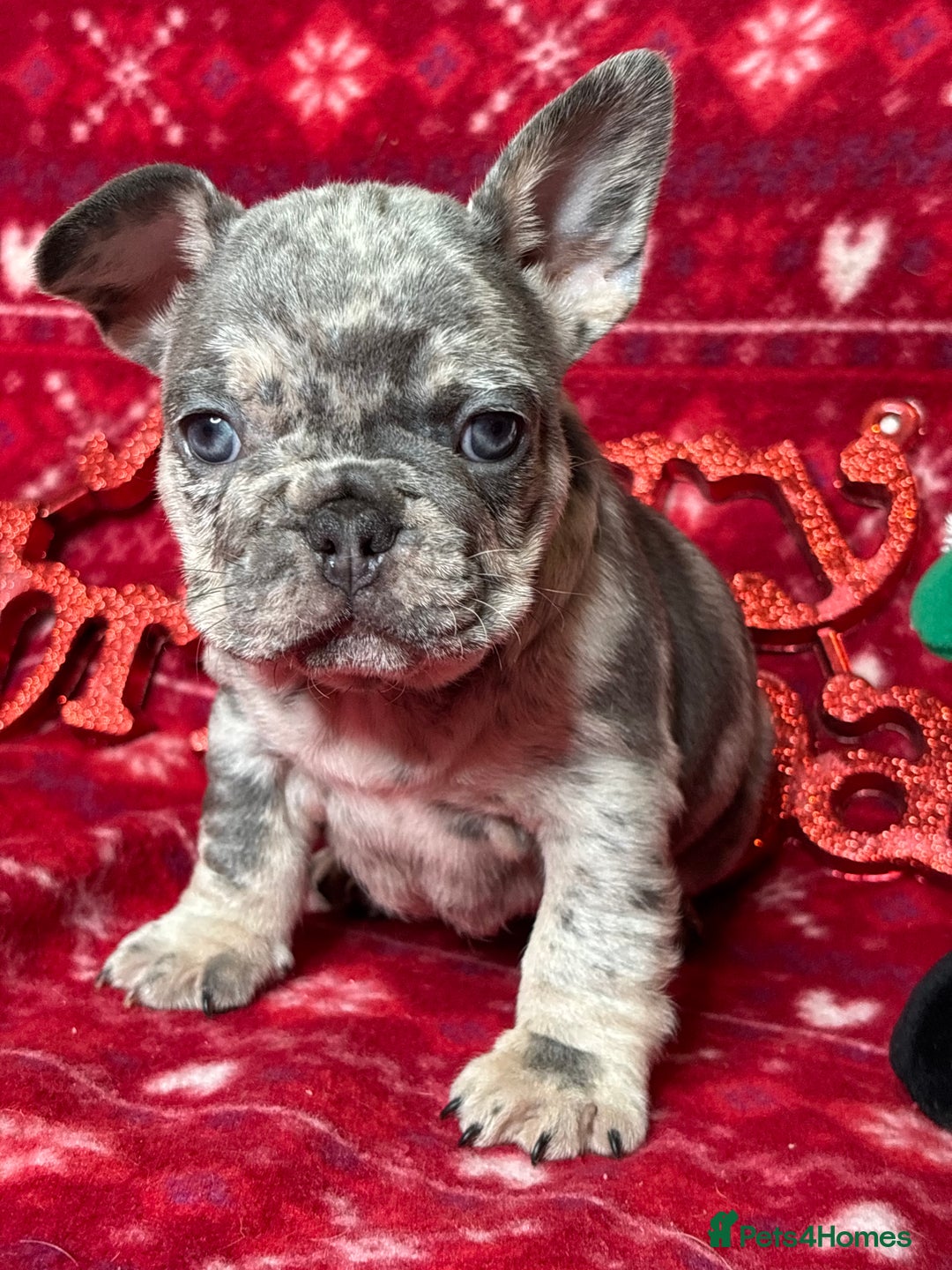 French Bulldog dogs for sale: Unique French bulldog pups  - Advert 4