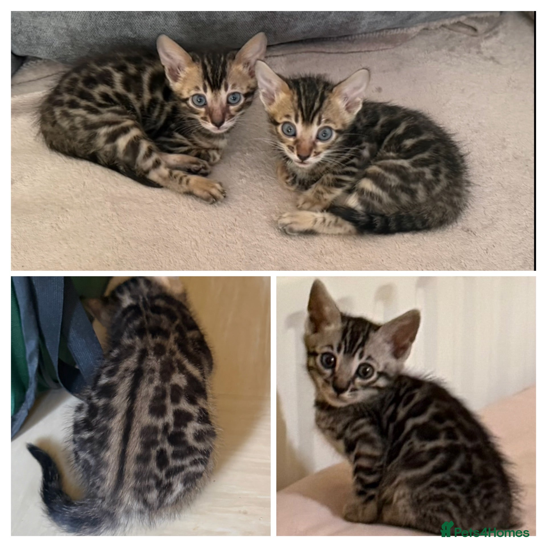 Bengal cats BENGAL 🔥 KITTENS, TICA REGISTERED 🩶  - Advert 6