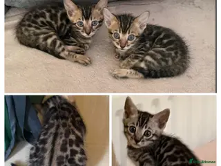 Bengal cats BENGAL 🔥 KITTENS, TICA REGISTERED 🩶 - Advert 6