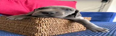 Great Dane Puppy 4