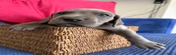 Great Dane dogs for sale: Ready to go! Pedigree blue & black Great Dane Pups - Advert 21