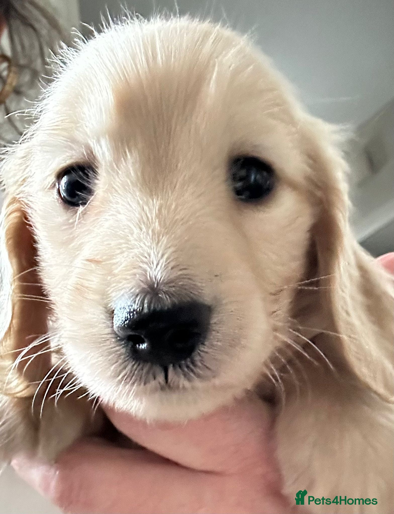 Miniature Dachshund dogs Kc registered longhaired miniature dachshunds  - Advert 5